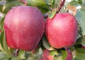 Яблоня краса свердловска: особенности сорта и ухода