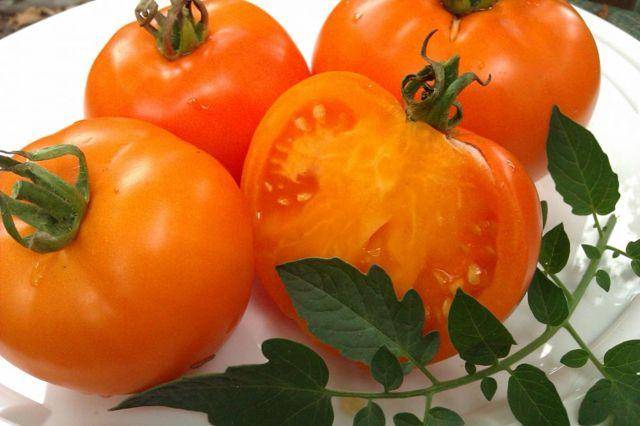 Помидоры оранжевый гигант: урожайность сорта и особенности выращивания