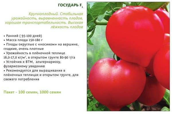 Описание сорта томата Государь F1, его урожайность