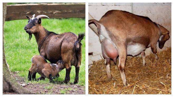 Может ли беременная коза перехаживать срок и на сколько, признаки и что делать