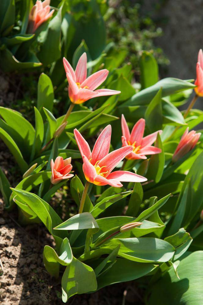 Классификация садовых тюльпанов: сорта по классам