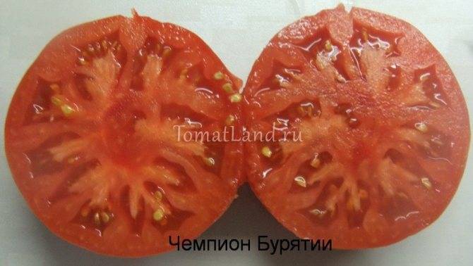 Описание крупноплодного томата чемпион веса