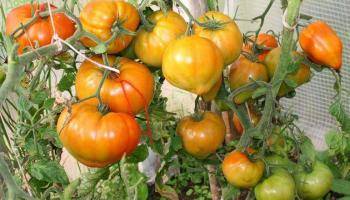 Выращивание сорта томатов «львович f1»