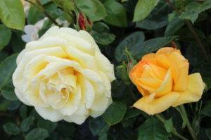 Описание и технология выращивания роз сорта Артур Белл
