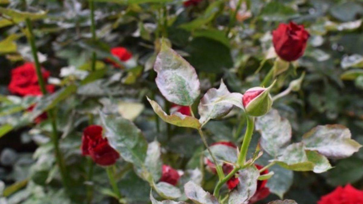 Почему не цветет домашняя роза в саду