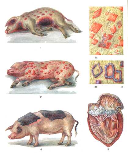 Если свинья заболела рожей можно есть мясо. рожа у свиней: симптомы, фото и лечение в домашних условиях