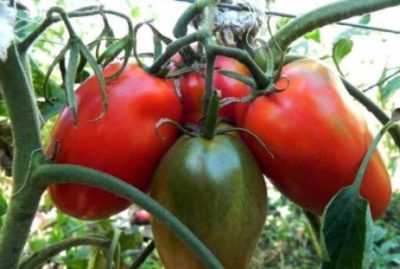 Описание, применение, особенности выращивания томата «де барао гигант»
