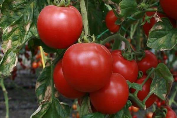 Урожайность томата «марьина роща f1»: правильный уход за растением