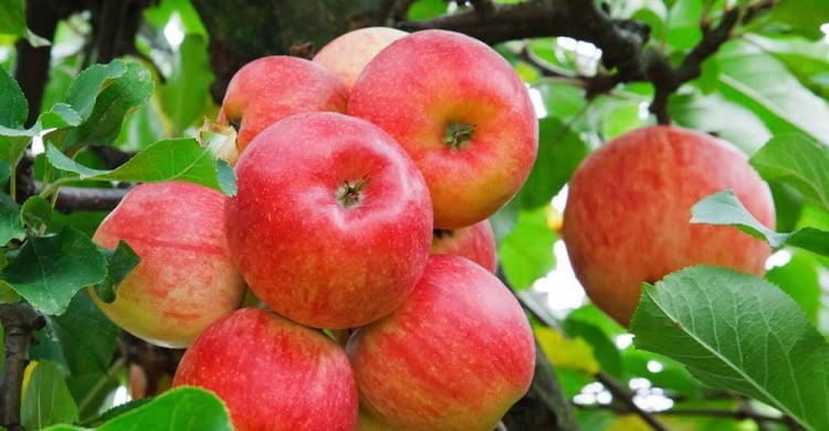 Описание и характеристики яблок сорта Айдаред, история и тонкости выращивания