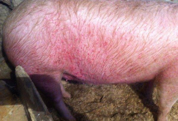 Рожа свиней: лечение, симптомы, профилактика