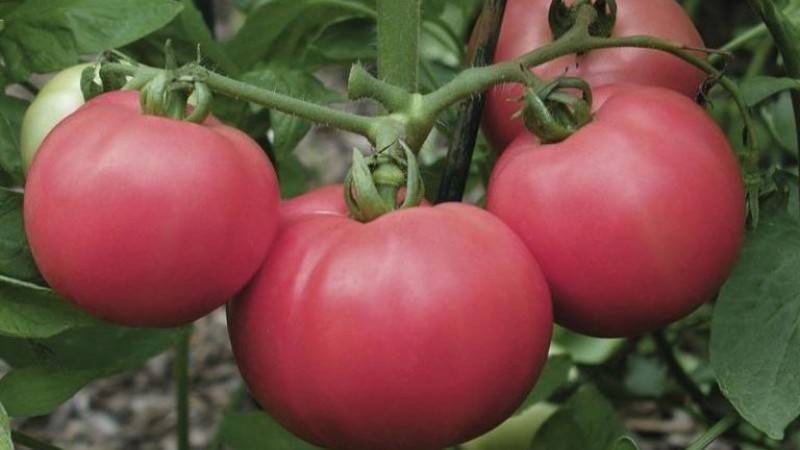 Описание сорта томата Розовый рассвет, особенности выращивания и ухода