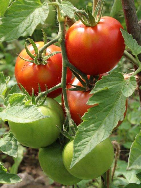 Истинные гурманы оценят помидоры «розовый клад f1»: описание и характеристика сорта