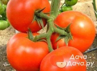 Томат марианна f1: описание и характеристика сорта, урожайность с фото
