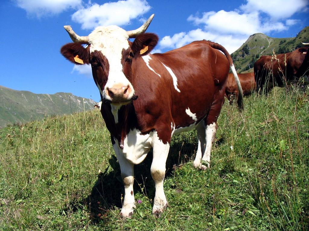 Послед у коровы: когда выходит, почему не отходит (задержка), что делать, если корова съела послед. корова съела послед: что делать? ветеринария корова съела послед что ей делать