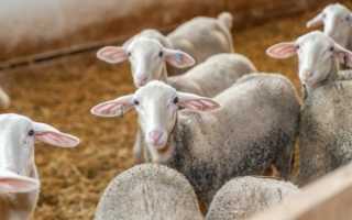 Виды и чертежи загонов для овец, как сделать своими руками в домашних условиях
