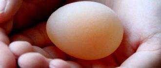 Частые проблемы несушек — яйца без скорлупы