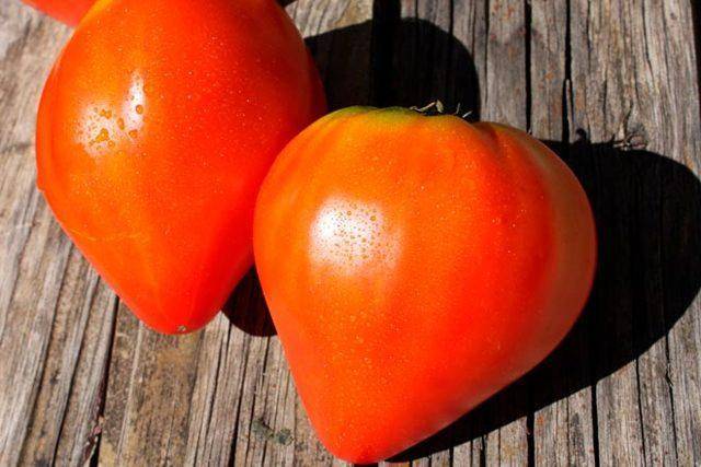 Томат сердце буйвола — салатный сорт помидоров для любого региона россии