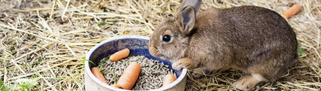 Чем можно и чем нельзя кормить декоративных кроликов
