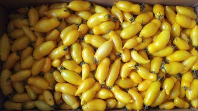 Томат банановые ноги: описание, отзывы и фото желтых помидоров