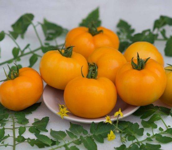 Солнечные томаты: выбираем любимый сорт с оранжевыми плодами