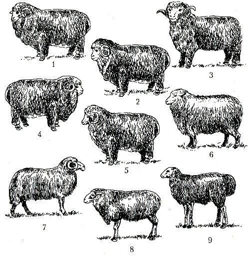 Чем и как правильно кормить овец в домашних условиях?