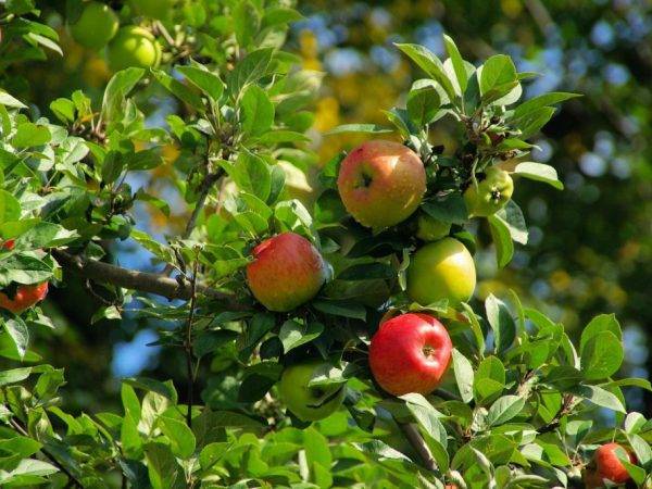 Описание и характеристики сорта яблонь строевское, выращивание и уход