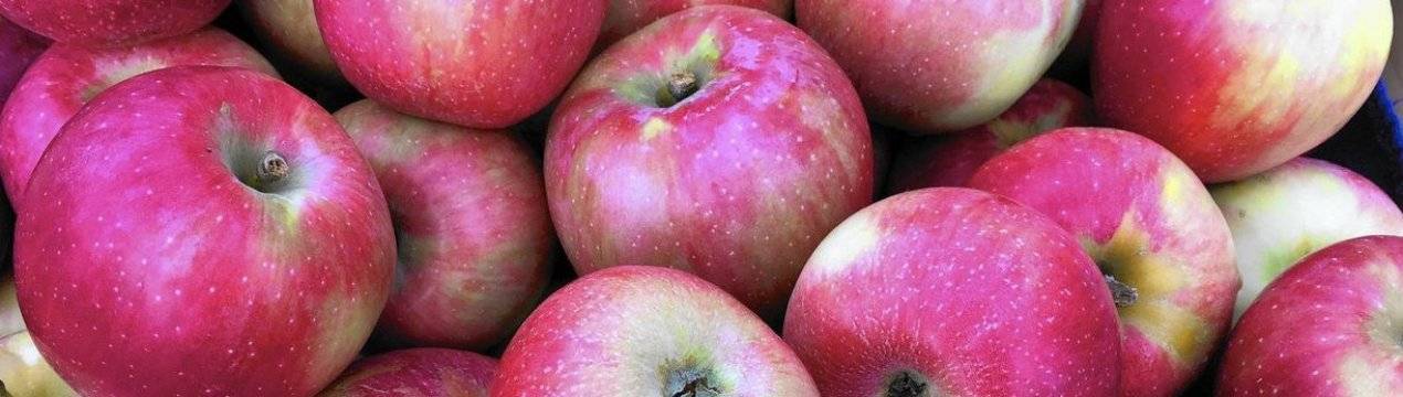 Яблоня «флорина»: описание сорта и особенности культивирования