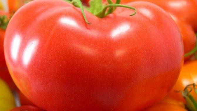 Томат «настенька» — описание сорта и характеристика урожайности помидора (фото)