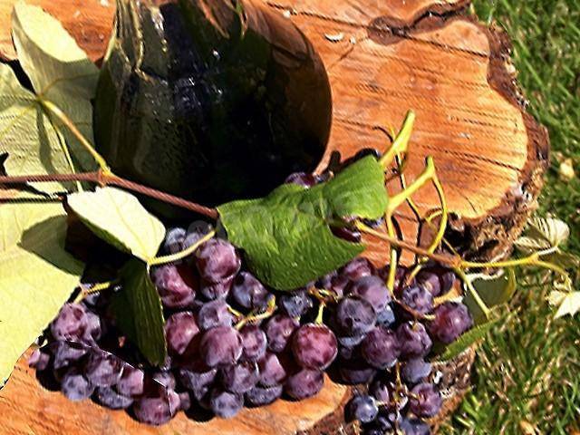 Готовим вкусное вино из винограда лидия