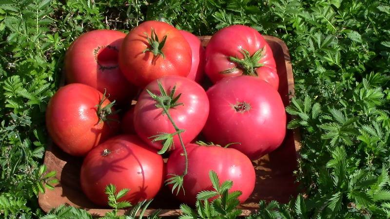 Характеристика и описание сорта томата арбузный, его урожайность