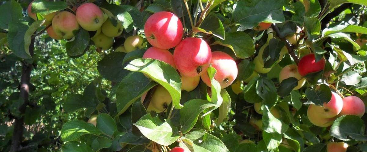 Садооборот: чем и как заменить старую яблоню или грушу