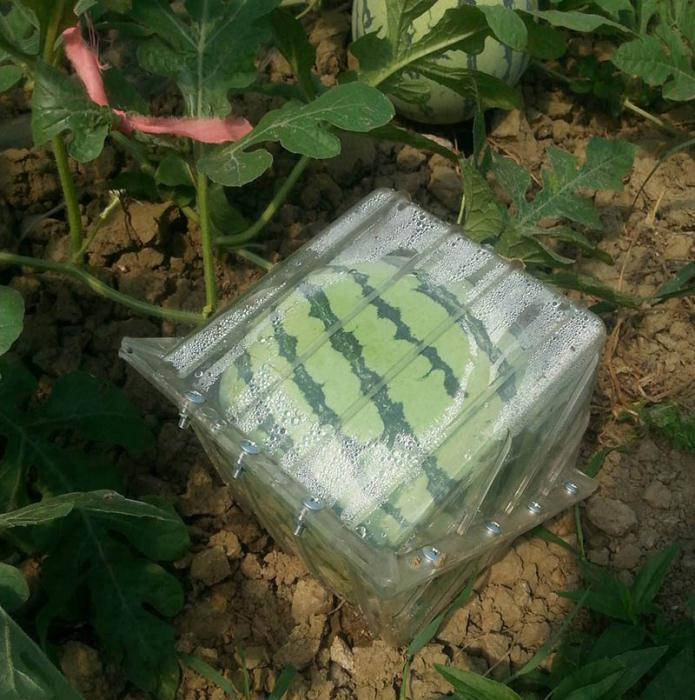 Технология выращивания квадратных арбузов своими руками в домашних условиях