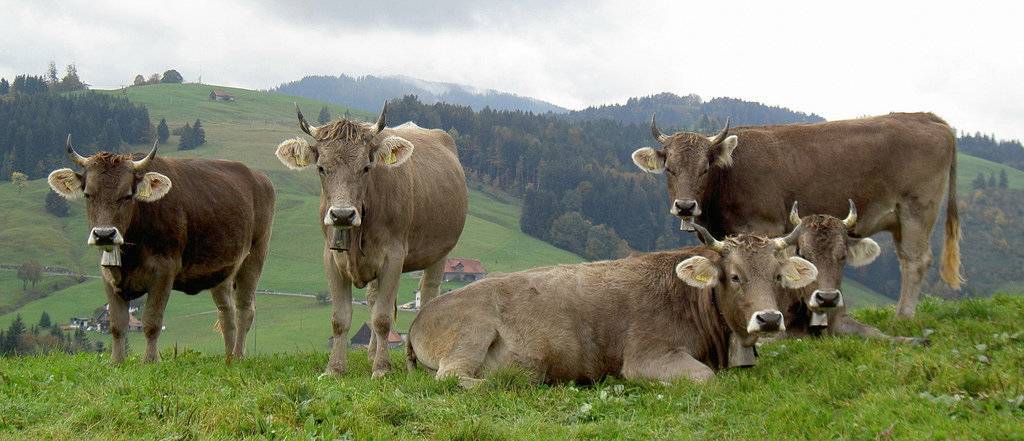 Монбельярдская порода коров (монбельярд): характеристики и содержание