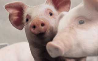 Пастереллез свиней симптомы и лечение
