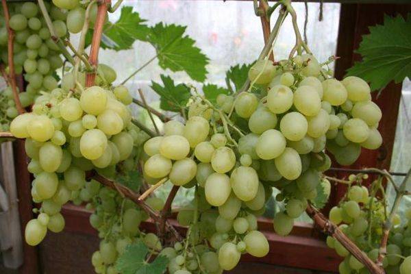 Виноград верона: описание, фото и отзывы