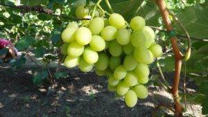 Описание гибрида винограда «дикси»: посадка, уход, фото, отзывы