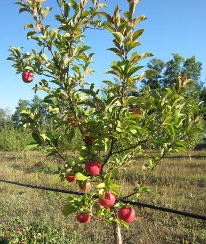 Высокоурожайная яблоня айдаред: описание, фото