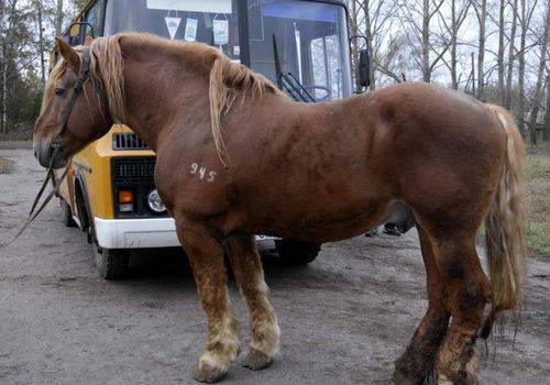 Пятёрка самых больших лошадей в мире