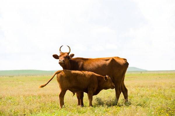 Калмыцкая порода – коровы, закаленные суровым климатом