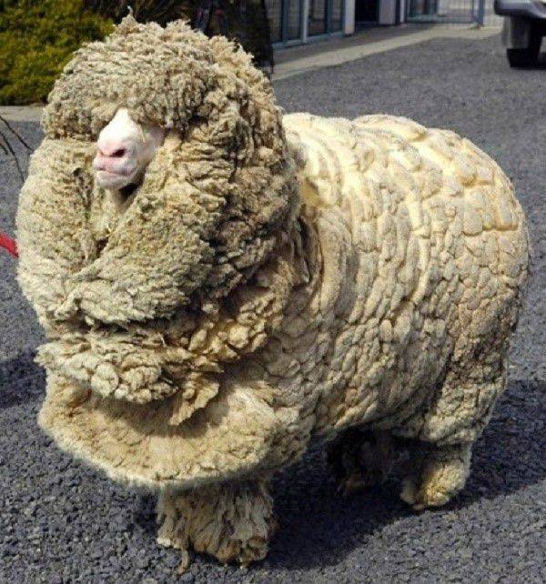 Стрижка овец ручным и машинным методом в домашних условиях