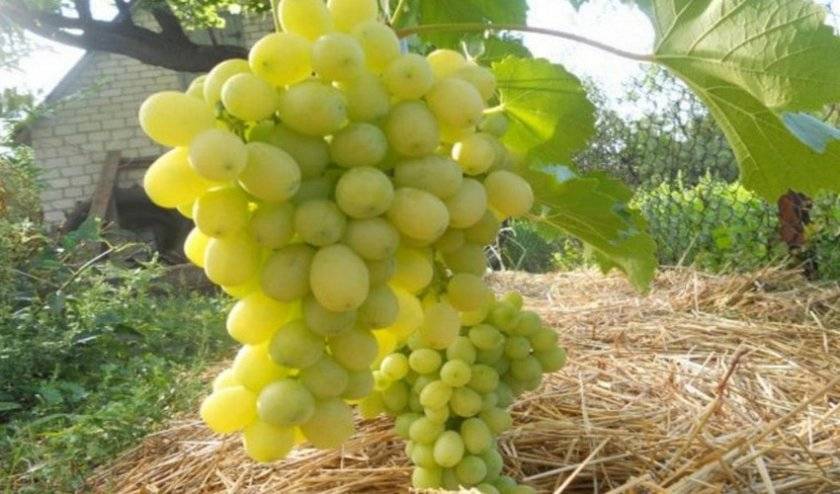 Сорт винограда «галахад»