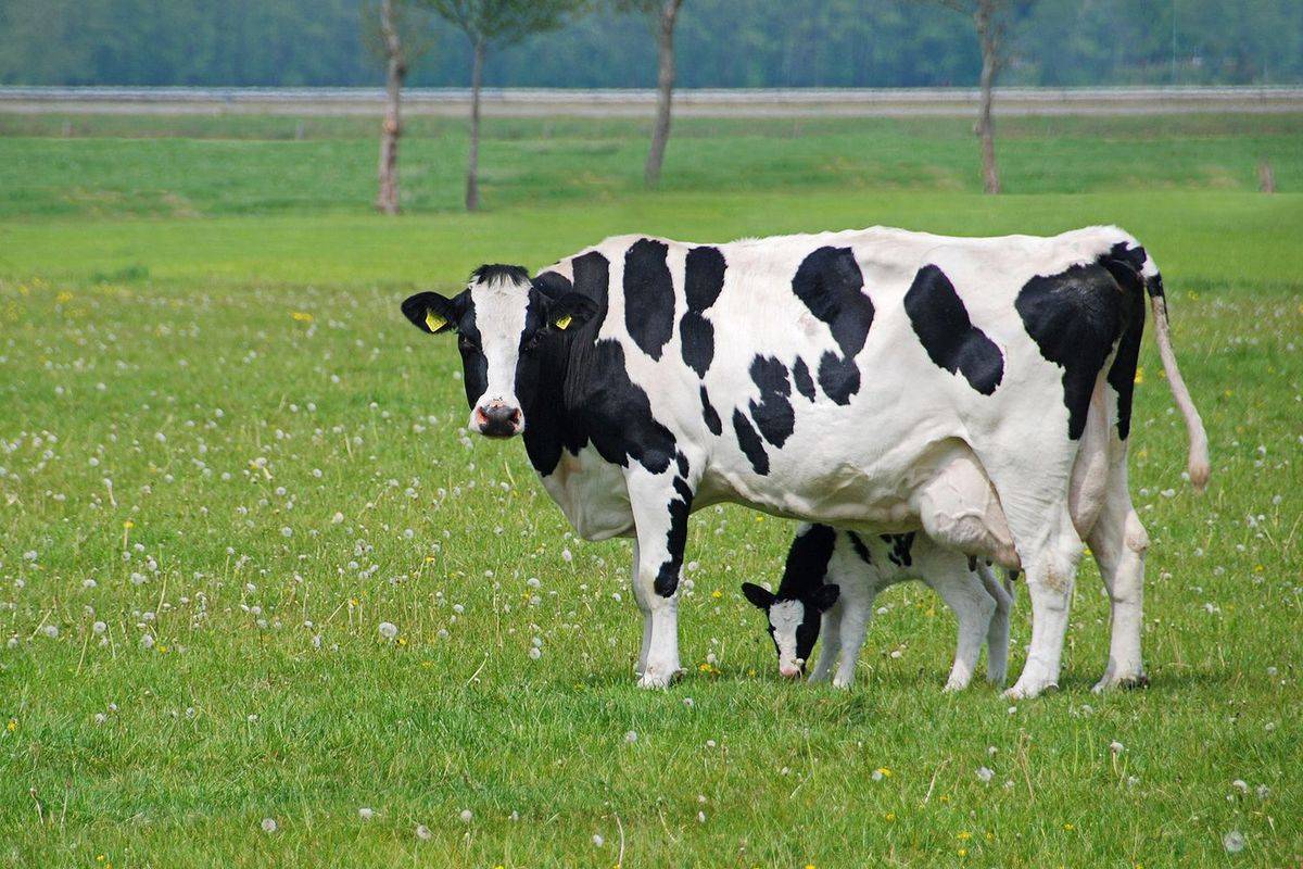 Молочные коровы: список самых популярных пород, их характеристики и особенности выращивания