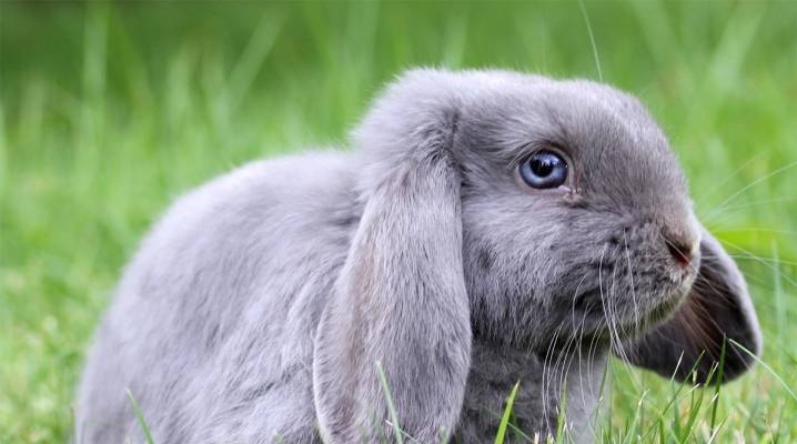Вислоухий кролик: особенности породы, уход и содержание в домашних условиях