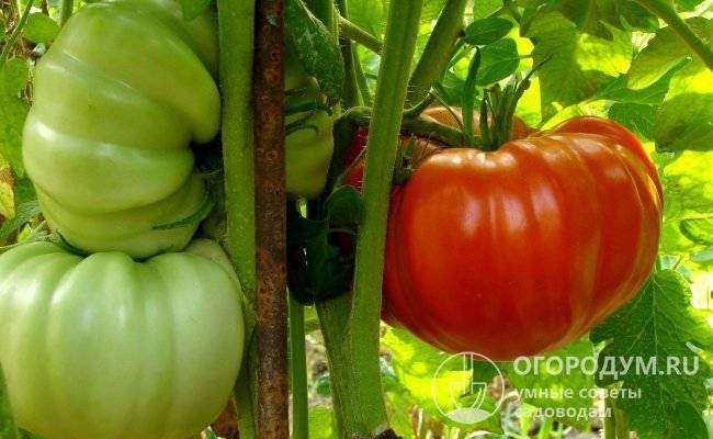 Крупноплодный сорт томата «медовый гигант»: описание, характеристика, посев на рассаду, подкормка, урожайность, фото, видео и самые распространенные болезни томатов