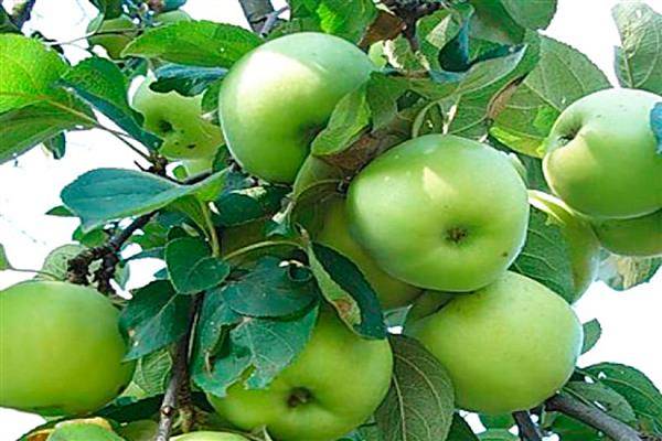 Кандиль орловский – зимостойкий сорт яблони для вашего сада