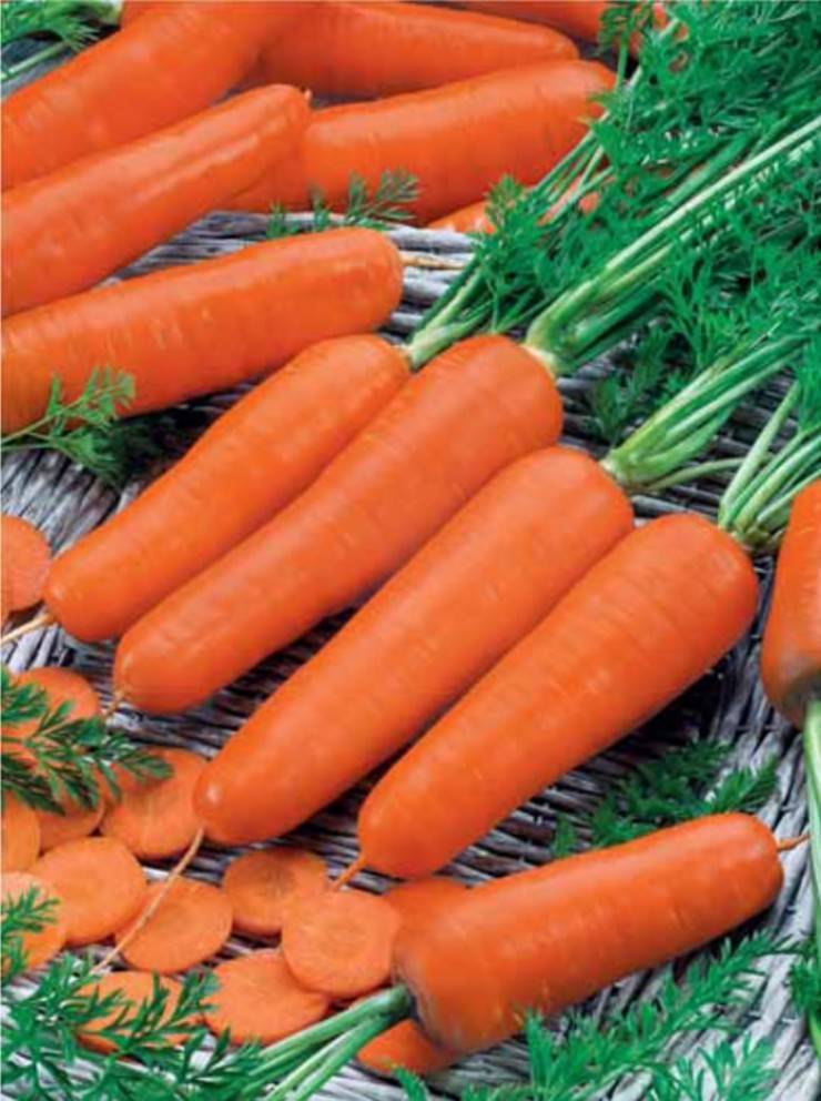 Все о моркови нииох 336: описание, выращивание, сбор урожая и другие нюансы