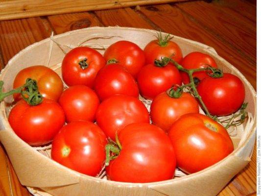 Гибрид томата «северенок f1»: фото, видео, отзывы, описание, характеристика, урожайность