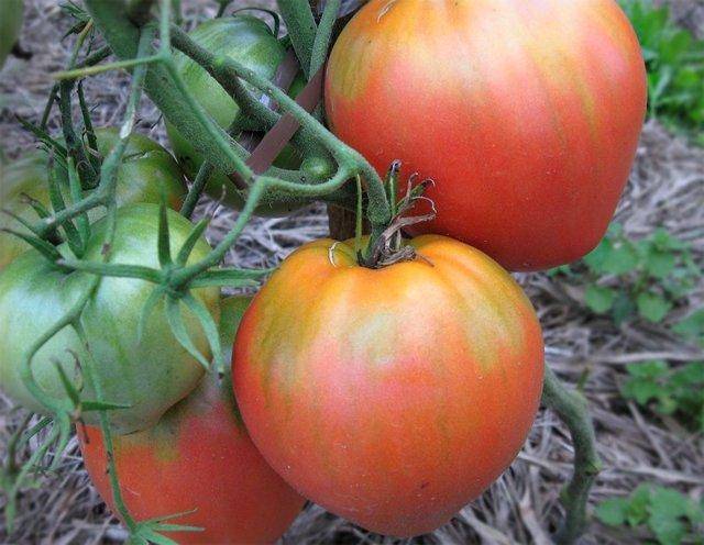 Позднеспелый томат бычье сердце: как вырастить лучший салатный сорт