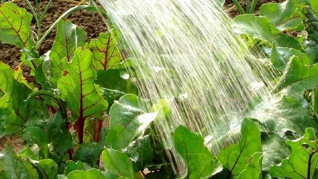 Как правильно поливать растения в огороде – советы для увеличения урожая