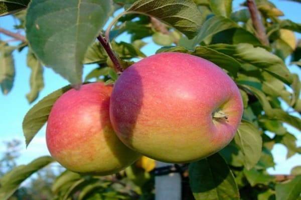 Описание сорта яблони Вымпел, ее достоинства и недостатки